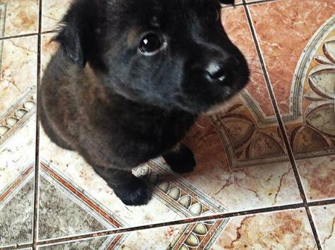 Щеночек ищет дом!, фотография 4