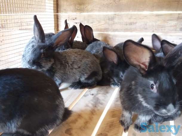 Продам  мясо кролика, фотография 5