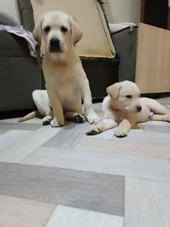 Щенки Лабрадор ретривер, фотография 2