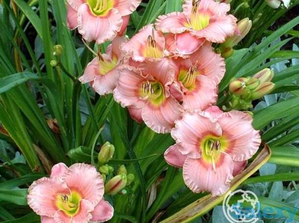 Лилейник элегант кэнди, фотография 1