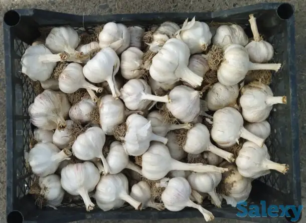 Чеснок, фотография 1