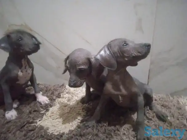 Продам щенков ксоло, фотография 7