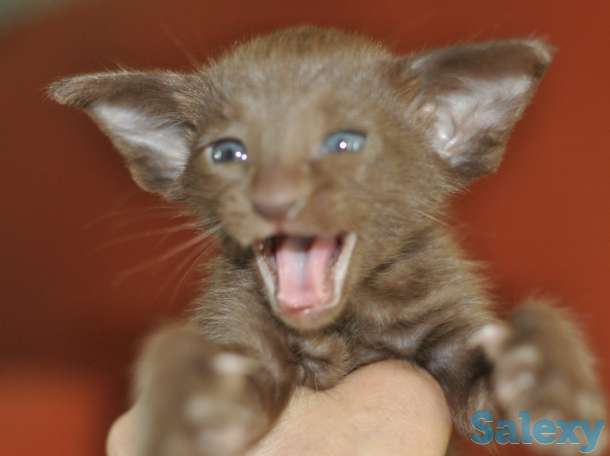 Ориентальные котята, фотография 5