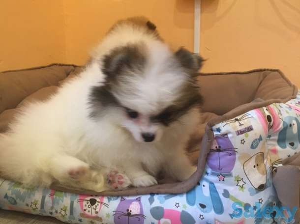 Щенки шпица: мальчик и девочка с вет.паспортами, фотография 4