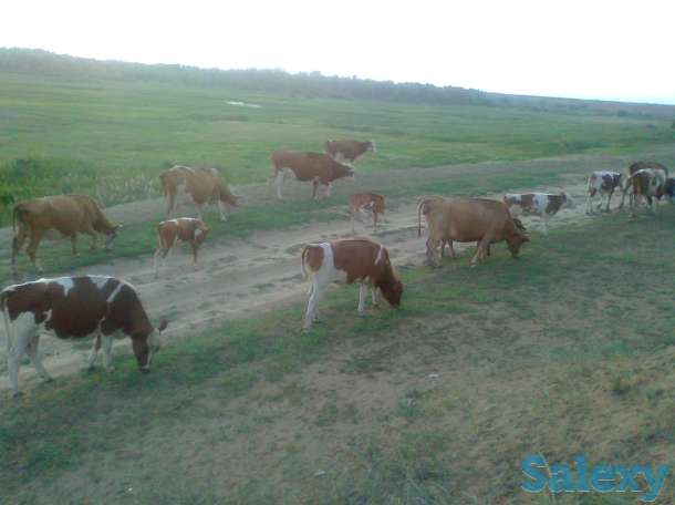 Крс оптом 29 голов 500$, фотография 3