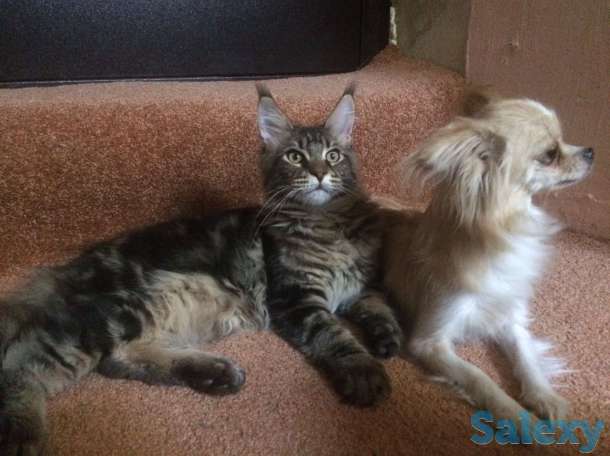 Котята MAINE COON, фотография 6