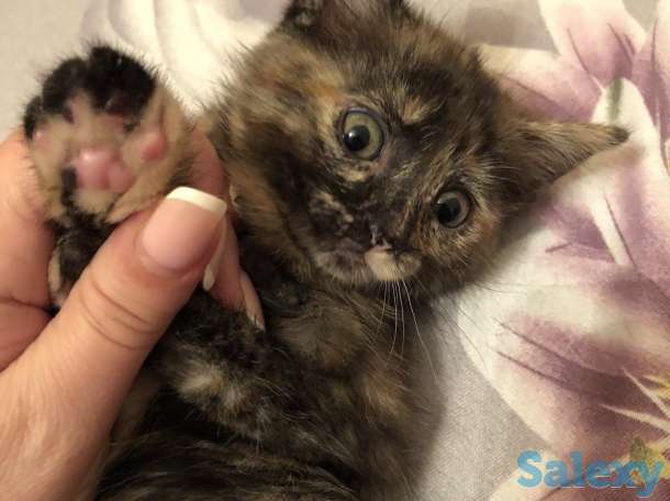 Котята ищут дом, фотография 1