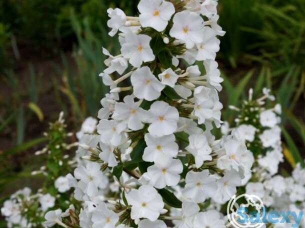 Флокс пирамидальный Шнелавин, фотография 1