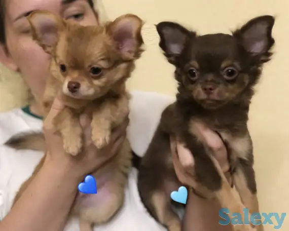 Щенки чихуахуа, фотография 2
