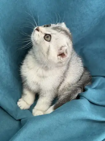 Продам котят. Породы серебристая шиншилла, фотография 3