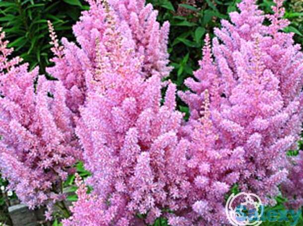 Астильба арендса Америка, фотография 1