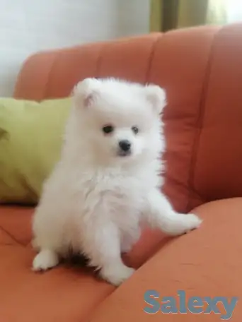 Щенки шпица., фотография 2