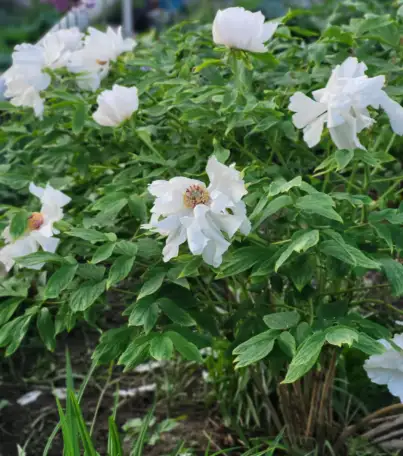 Продам чудесные пионы, фотография 2