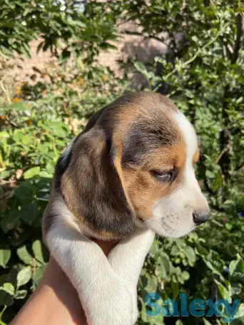 Продается биглята, фотография 5