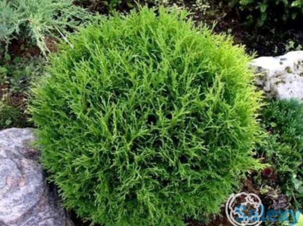Туя шаровидная Тини Тим, фотография 1