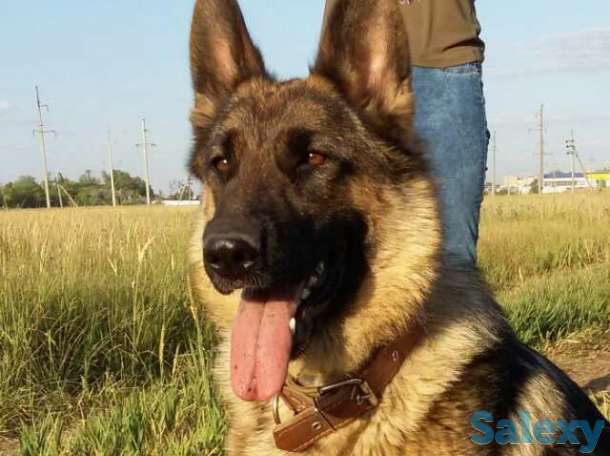 Щенки немецкой овчарки, фотография 1