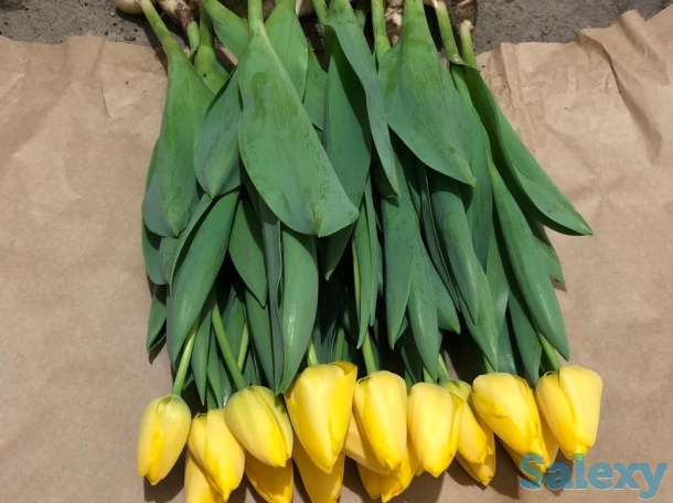 Тюльпаны оптом к 8 марта, фотография 11