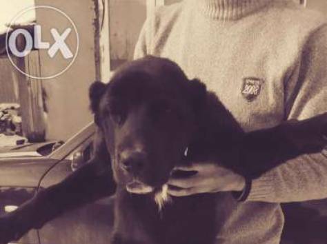 среднеазиатская овчарка , фотография 1