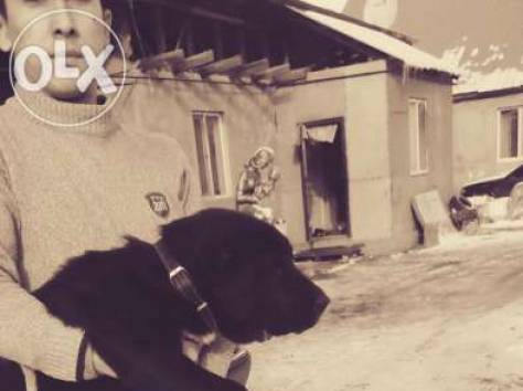 среднеазиатская овчарка , фотография 2