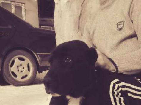 среднеазиатская овчарка , фотография 4