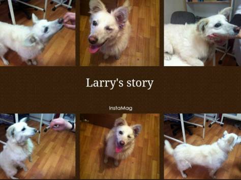 Срочно отдаем в хорошие ручки! , фотография 1