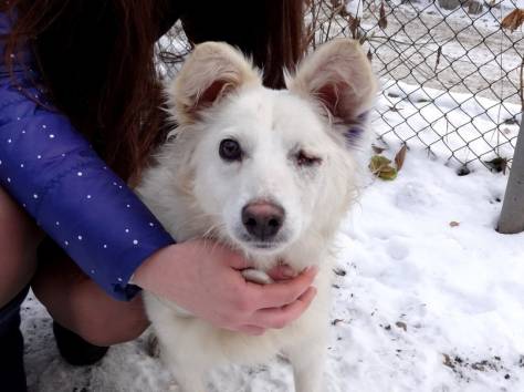 Срочно отдаем в хорошие ручки! , фотография 2