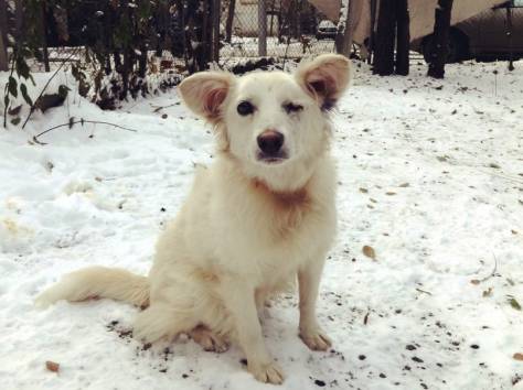 Срочно отдаем в хорошие ручки! , фотография 5