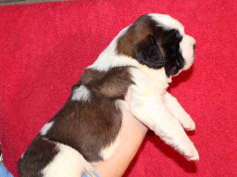 Щенки сенбернара от титулованных родителей, фотография 5