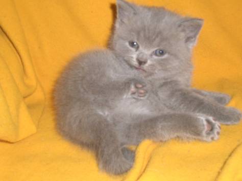 Продажа продаются очаровательные чистопородные, фотография 2