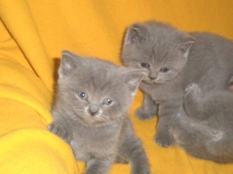 Продажа продаются очаровательные чистопородные, фотография 8