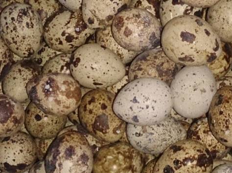 Перепела, фотография 2