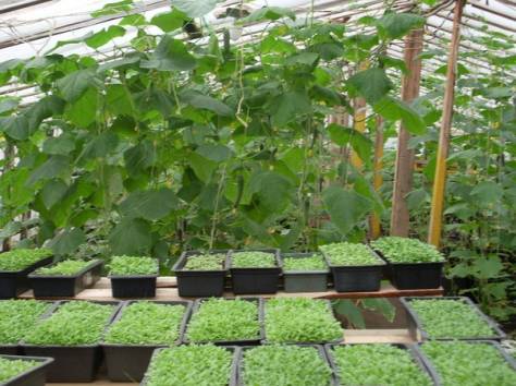 Действующий тепличный бизнес, фотография 3