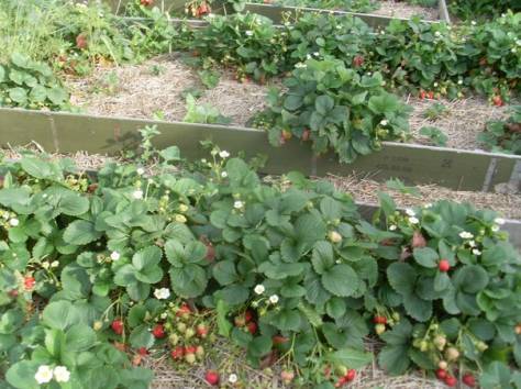 Действующий тепличный бизнес, фотография 6