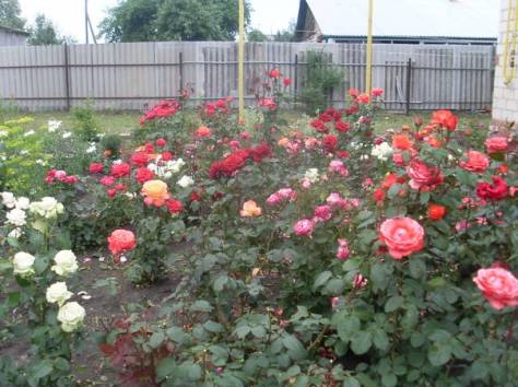 Действующий тепличный бизнес, фотография 9