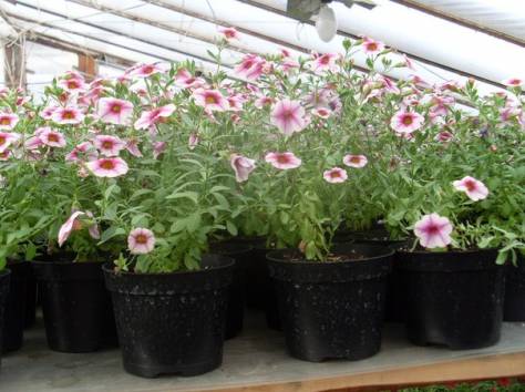 Действующий тепличный бизнес, фотография 10