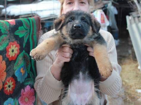 Продам щенков немецкой овчарки с отличной родословной , привитых., фотография 2
