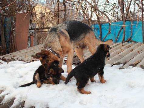 Продам щенков немецкой овчарки с отличной родословной , привитых., фотография 3