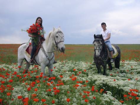 кони , фотография 10