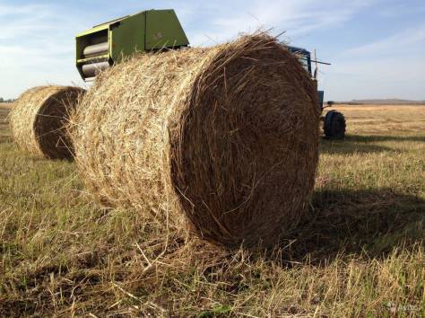 Сено в рулонах, фотография 3