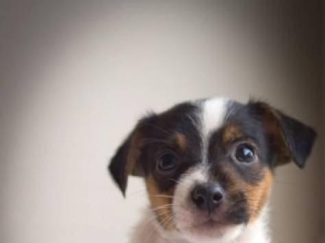 Джак Ръсел кученца на разположение, фотография 1