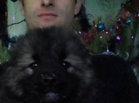 щенки кавказской овчарки, фотография 3