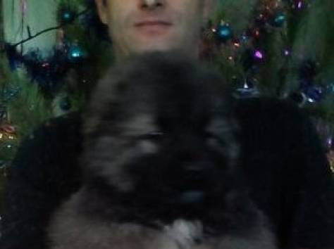 щенки кавказской овчарки, фотография 4