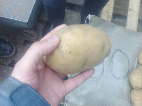 Картофель (оптом), фотография 3