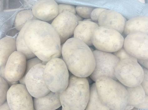Картофель (оптом), фотография 4