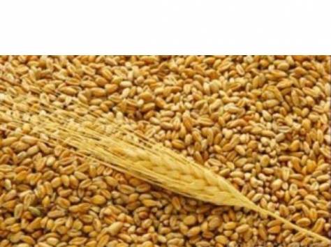 Куплю пшеницу 4,5 класса, фотография 1