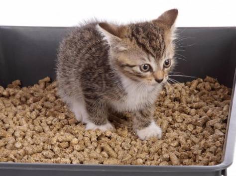 Наполнитель для кошачьих туалетов, фотография 1