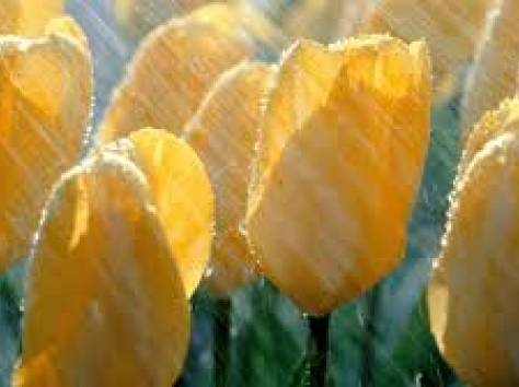ТЮЛЬПАНЫ ГОЛЛАНДСКИЕ к 8-му марту, фотография 3