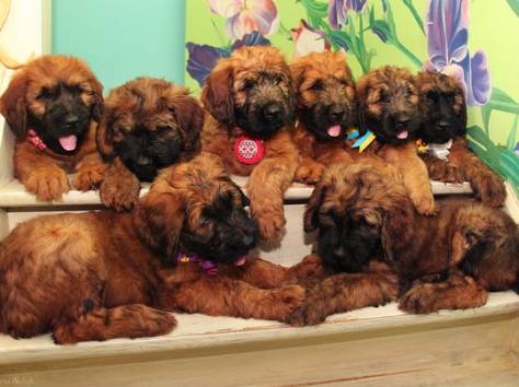 Плановые щенки Бриара (французская овчарка), фотография 1