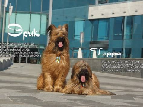 Плановые щенки Бриара (французская овчарка), фотография 2