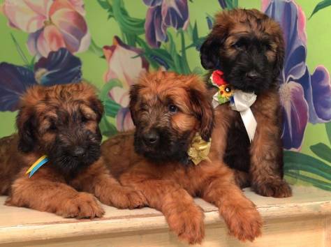 Плановые щенки Бриара (французская овчарка), фотография 3